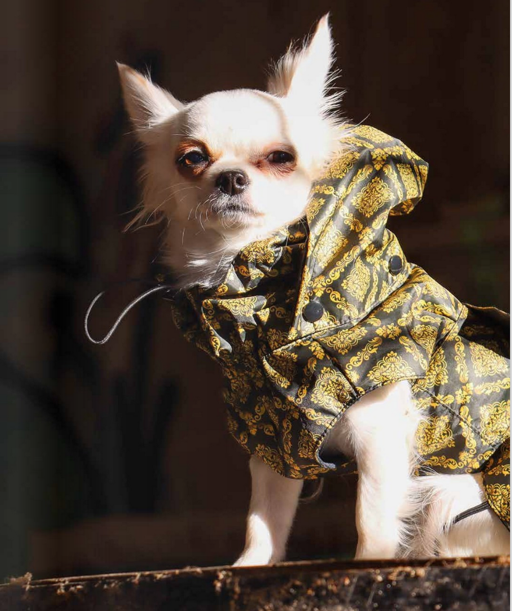 Cão pequeno vestido com casaco amarelo com padrão floral dourado e capuz ajustável