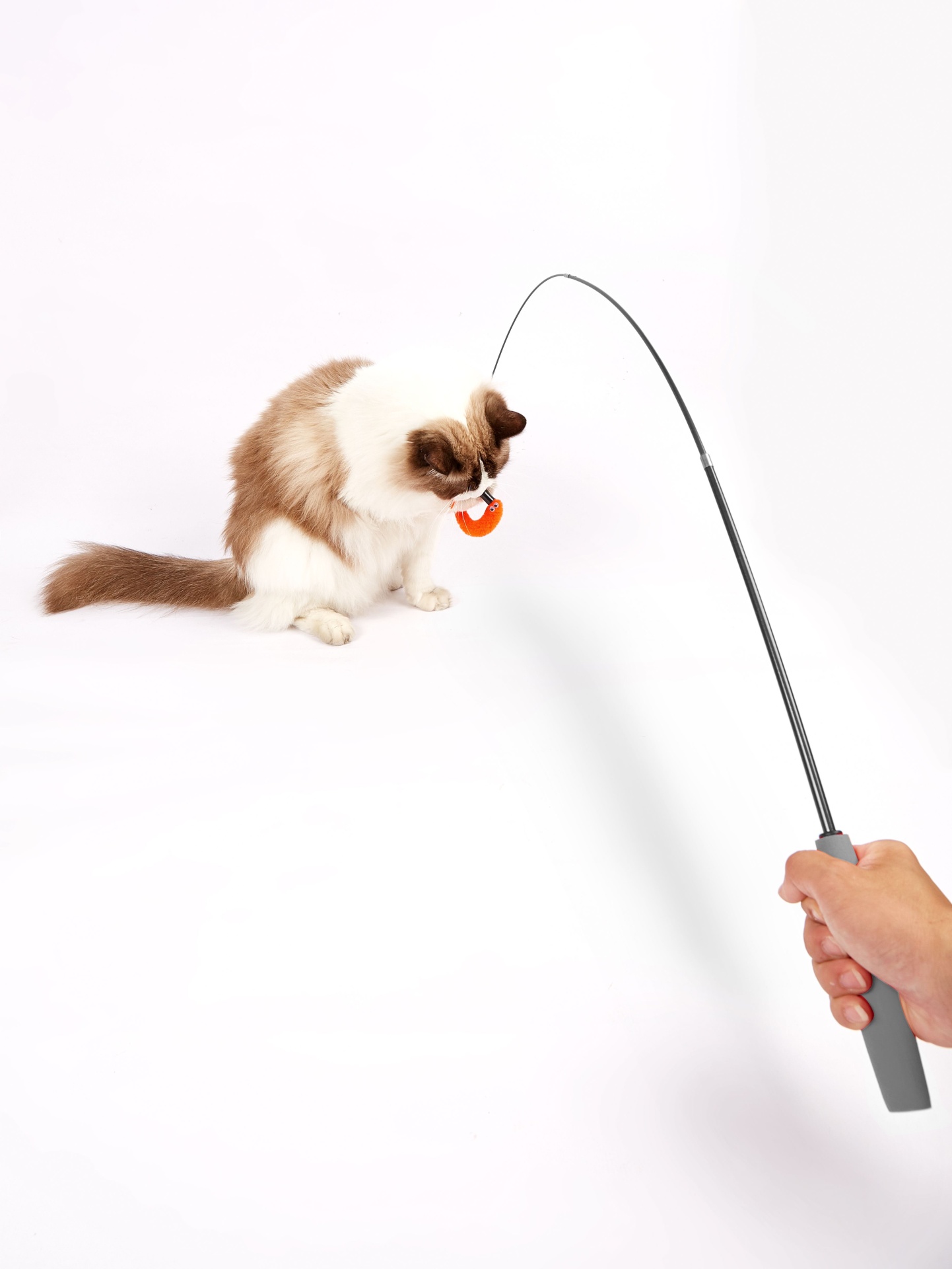 Gato a brincar com vara de brinquedo para gatos sobre fundo branco.