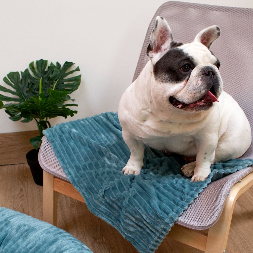 Buldogue francês branco e preto sentado em cadeira com manta azul