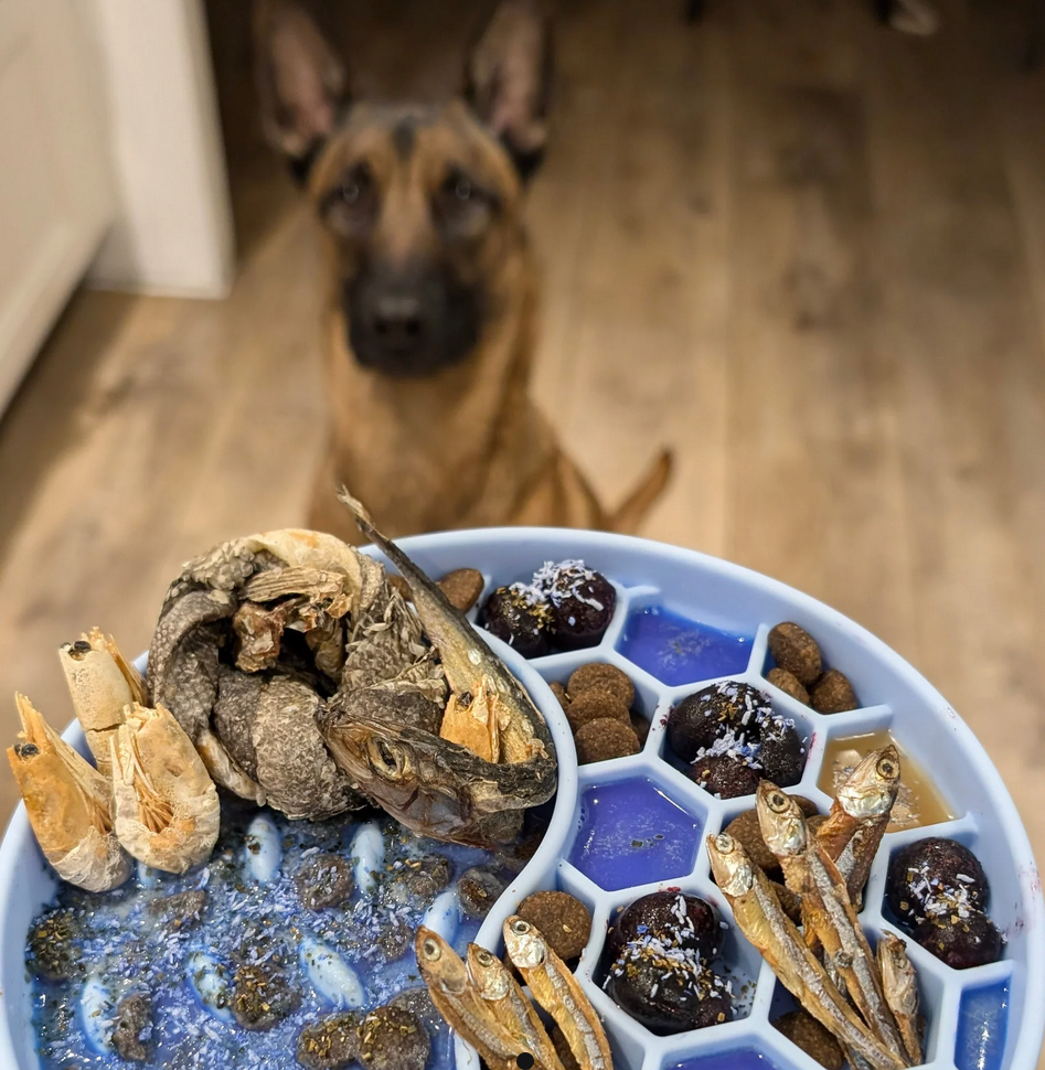 Prato de comida para cães com várias secções contendo diferentes tipos de comida seca, camarões e peixes secos.