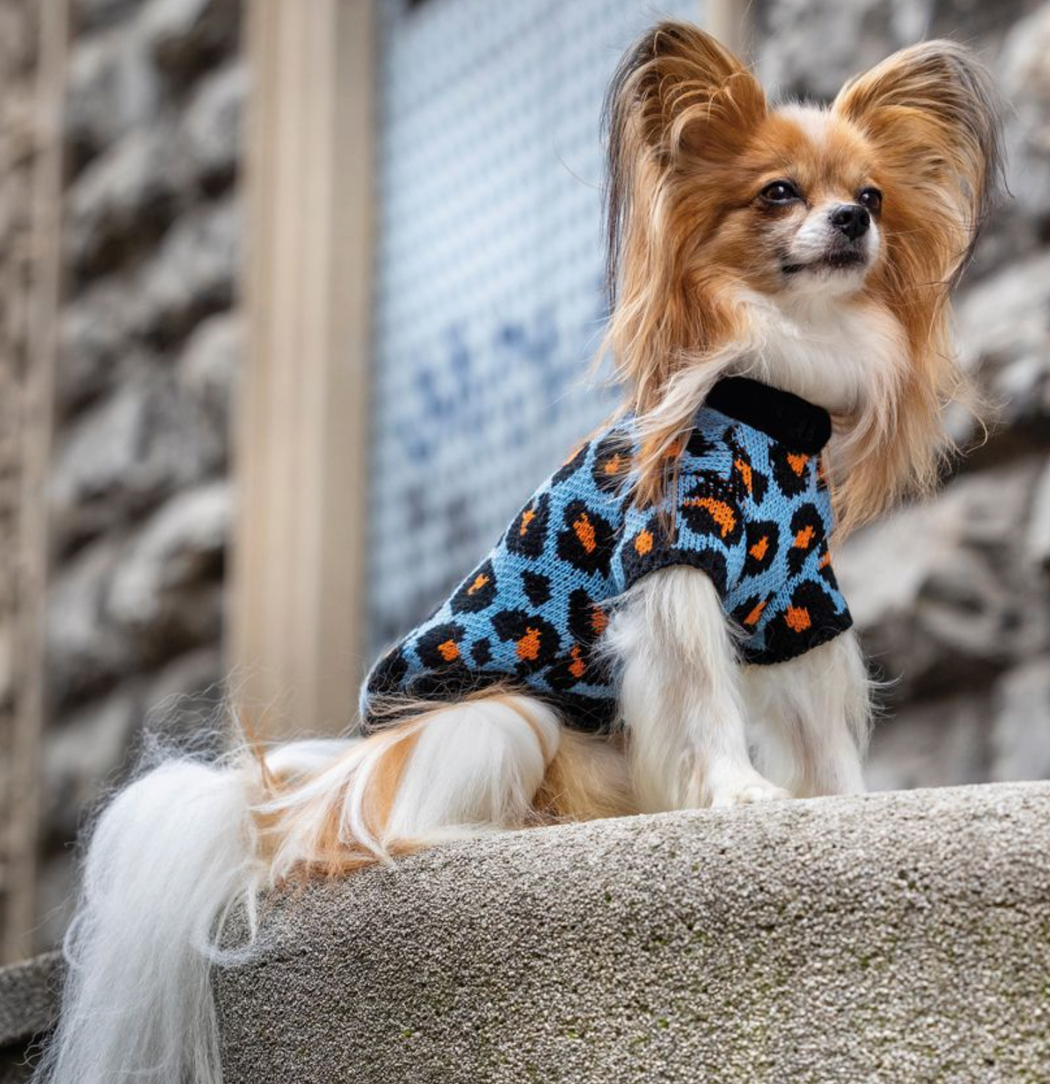 Cão com casaco de malha azul com padrão de onça sentado sobre muro de cimento