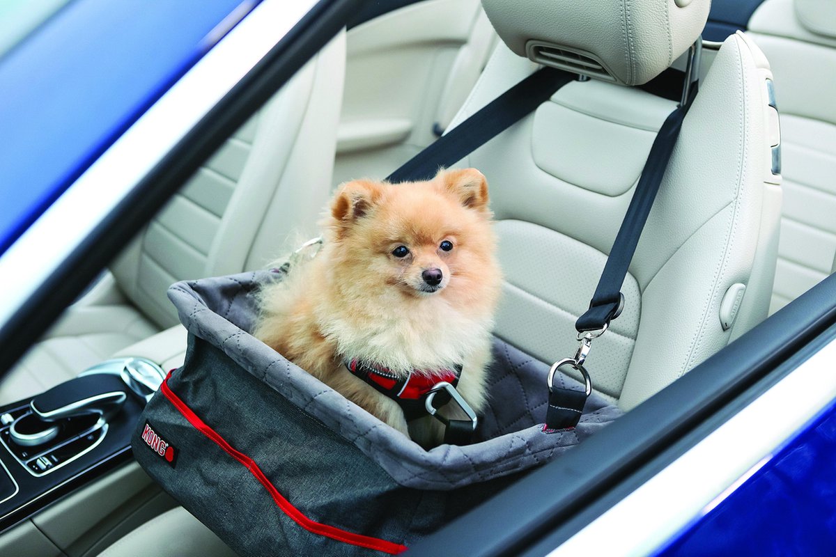 Cão pequeno em caixa de transporte cinza dentro de carro azul