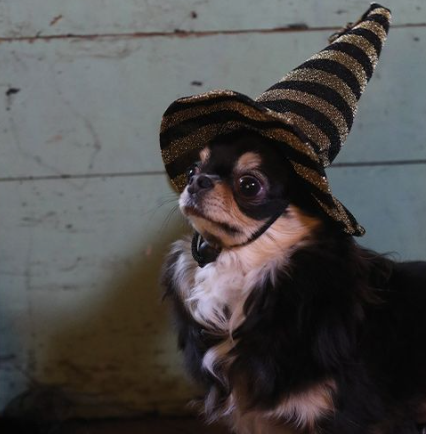 Cão pequeno com chapéu de bruxa listrado preto e dourado