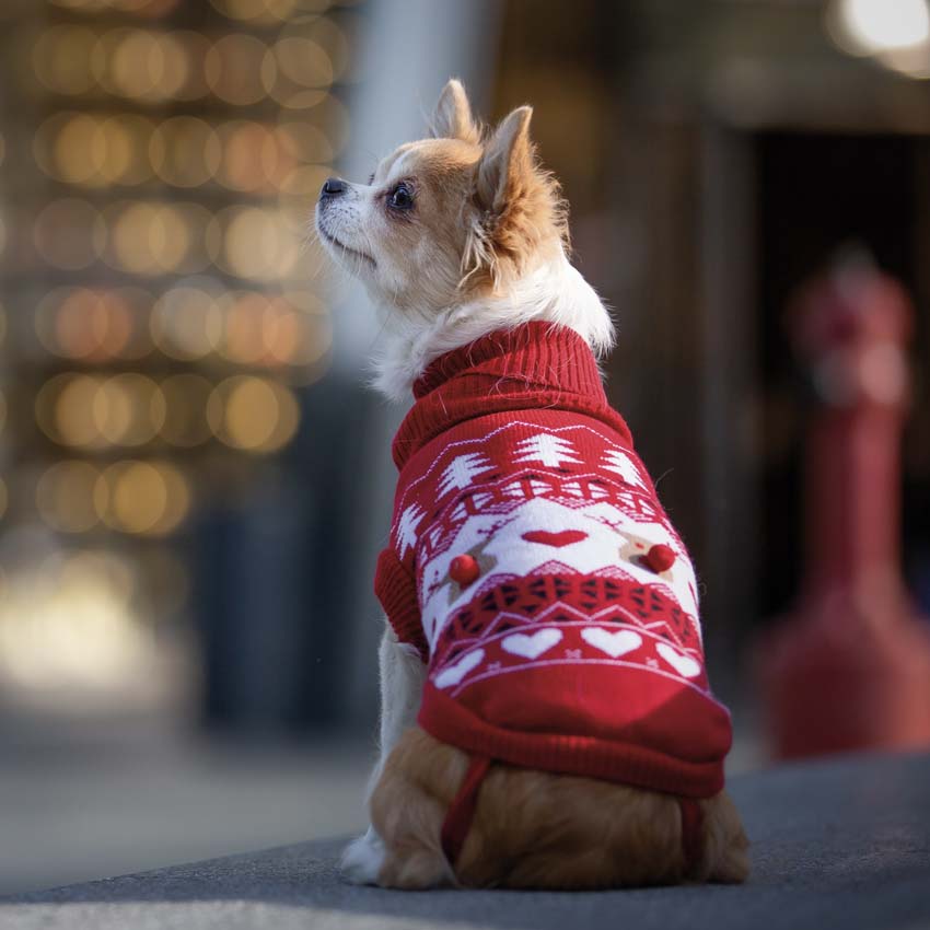 Cão pequeno de perfil com camisola vermelha com padrão branco e pompons