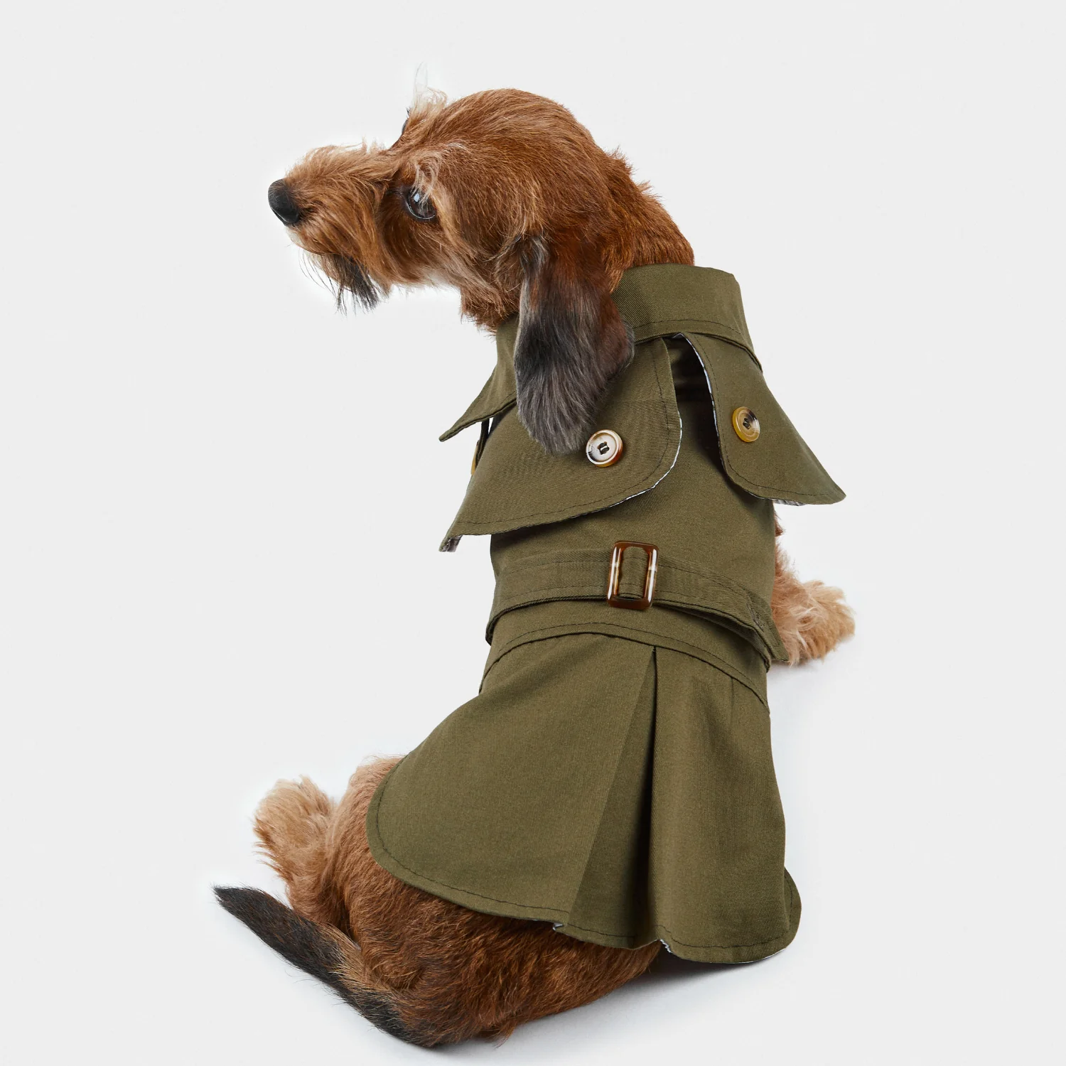 Cão com casaco verde-oliva tipo capa, botões e cinto