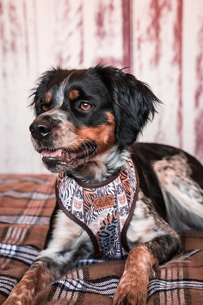 Cão com arnês animal print deitado em manta xadrez