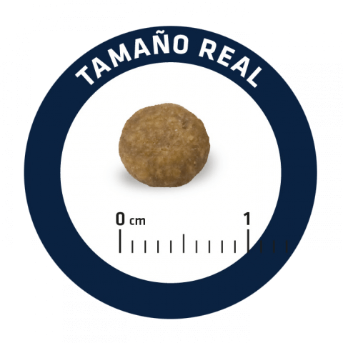 Pequeno objeto castanho redondo com régua e texto 'TAMAÑO REAL'