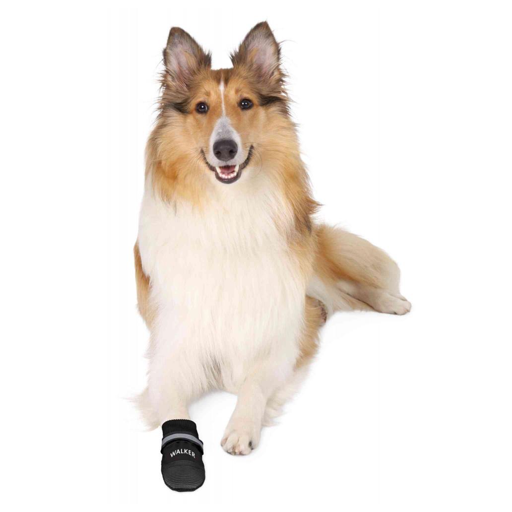 Cão com botinha preta WALKER na pata da frente