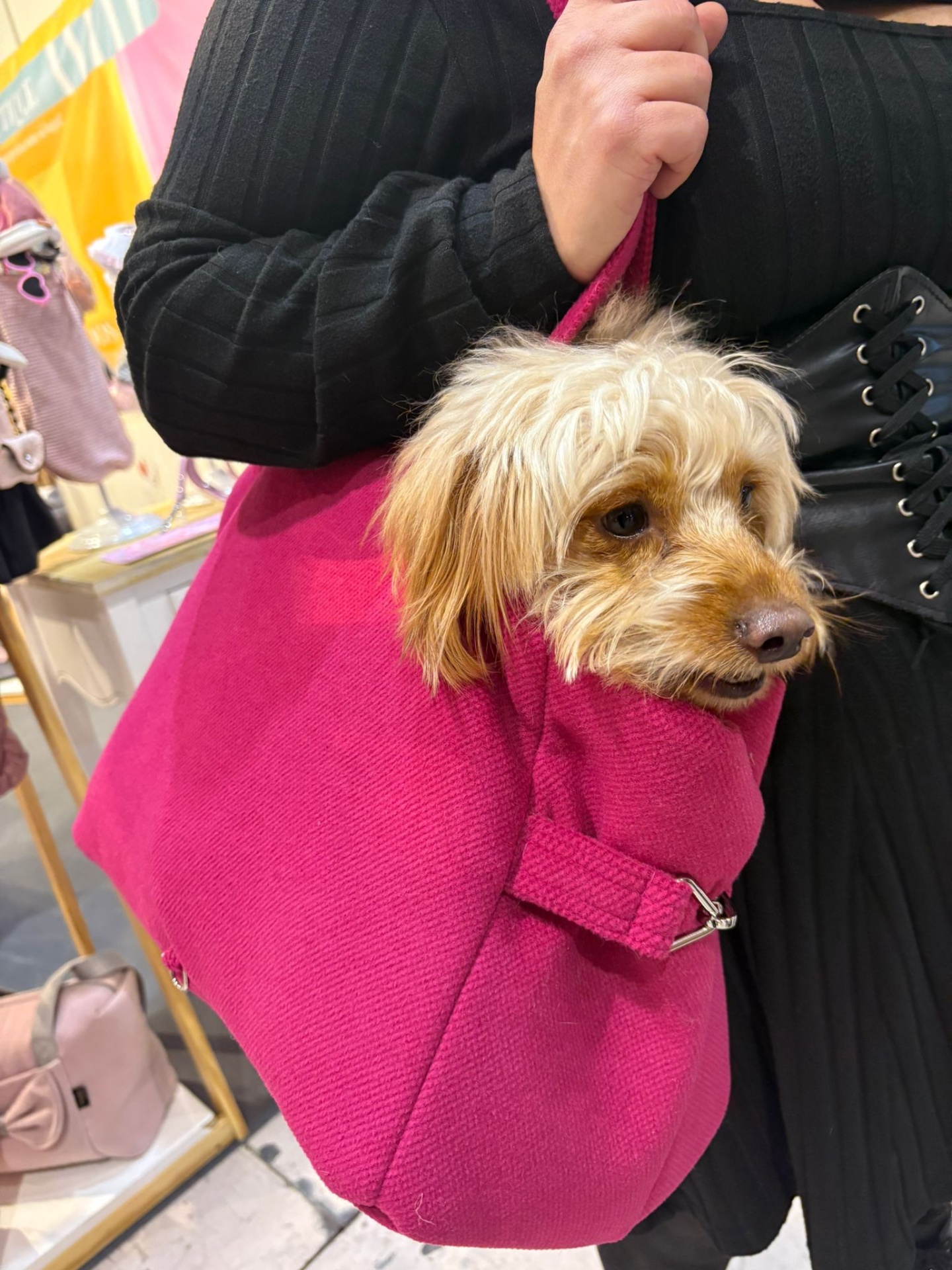 Saco de tecido rosa com cão pequeno de pêlo claro dentro, pessoa de casaco preto segurando o saco.