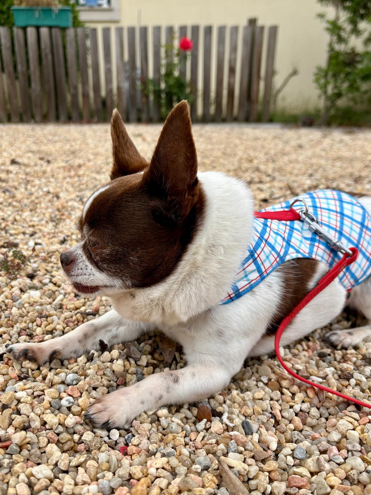 Cão pequeno de pelo castanho e branco com casaco xadrez azul e branco e trela vermelha deitado em cascalho