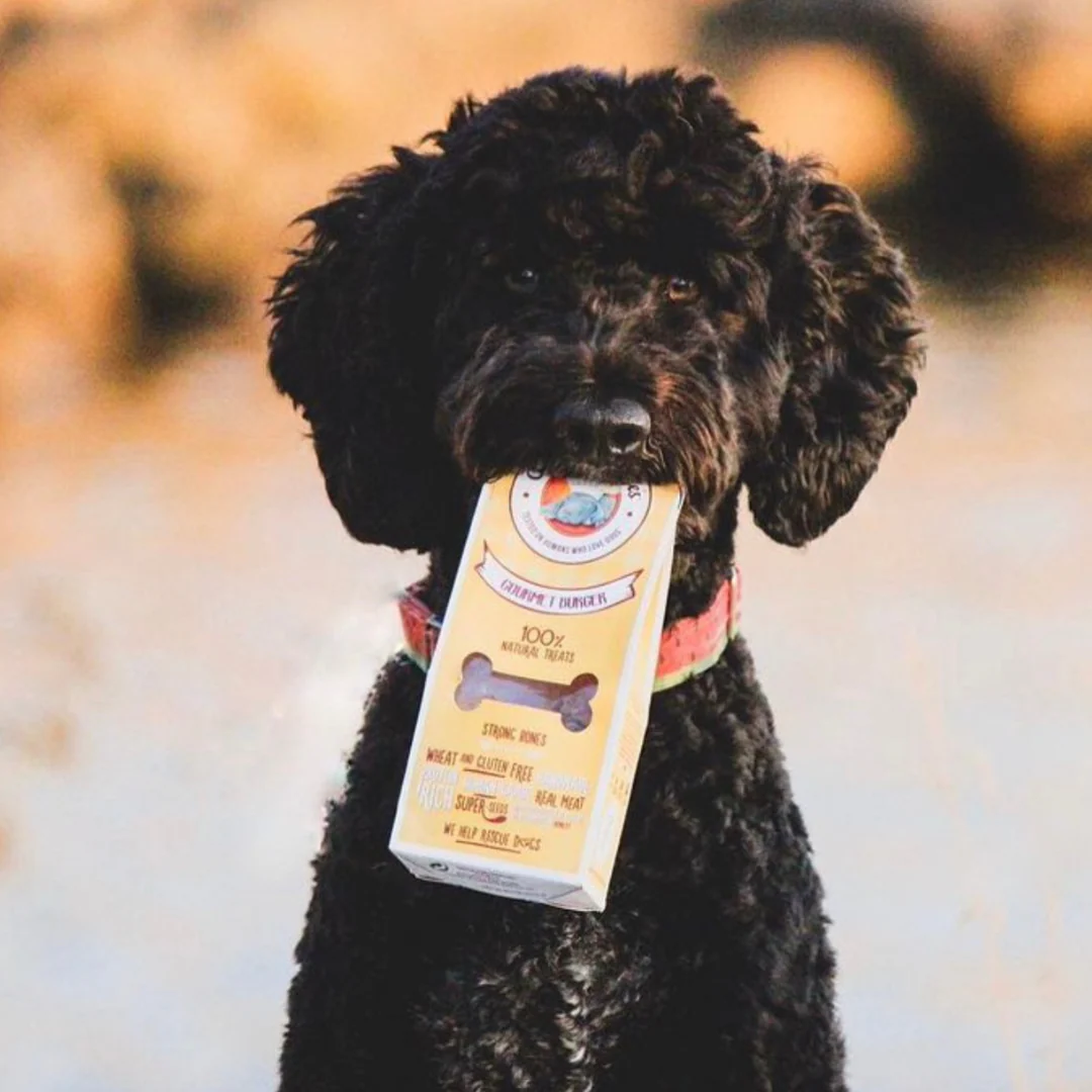 Cão preto com embalagem amarela de snacks para cães na boca