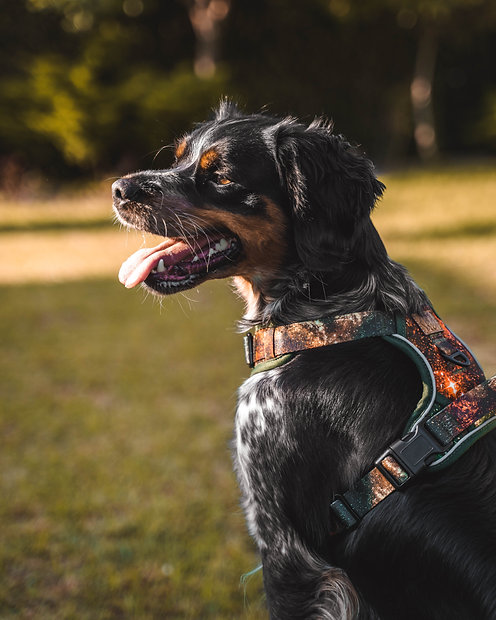 Cão com arnês camuflado castanho e verde ao ar livre
