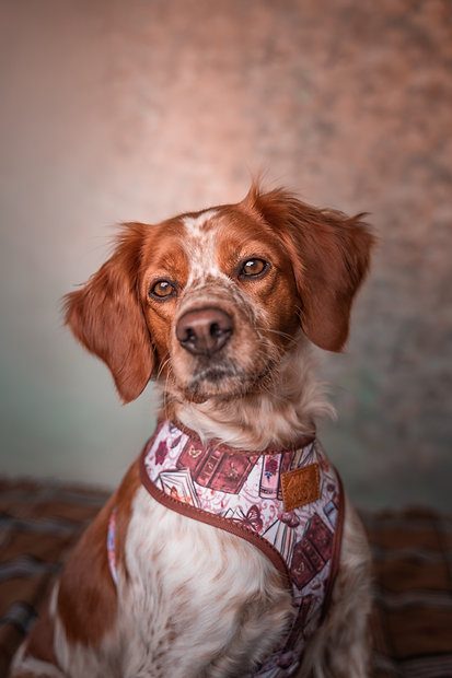 Cão castanho e branco com arnês colorido com padrões geométricos
