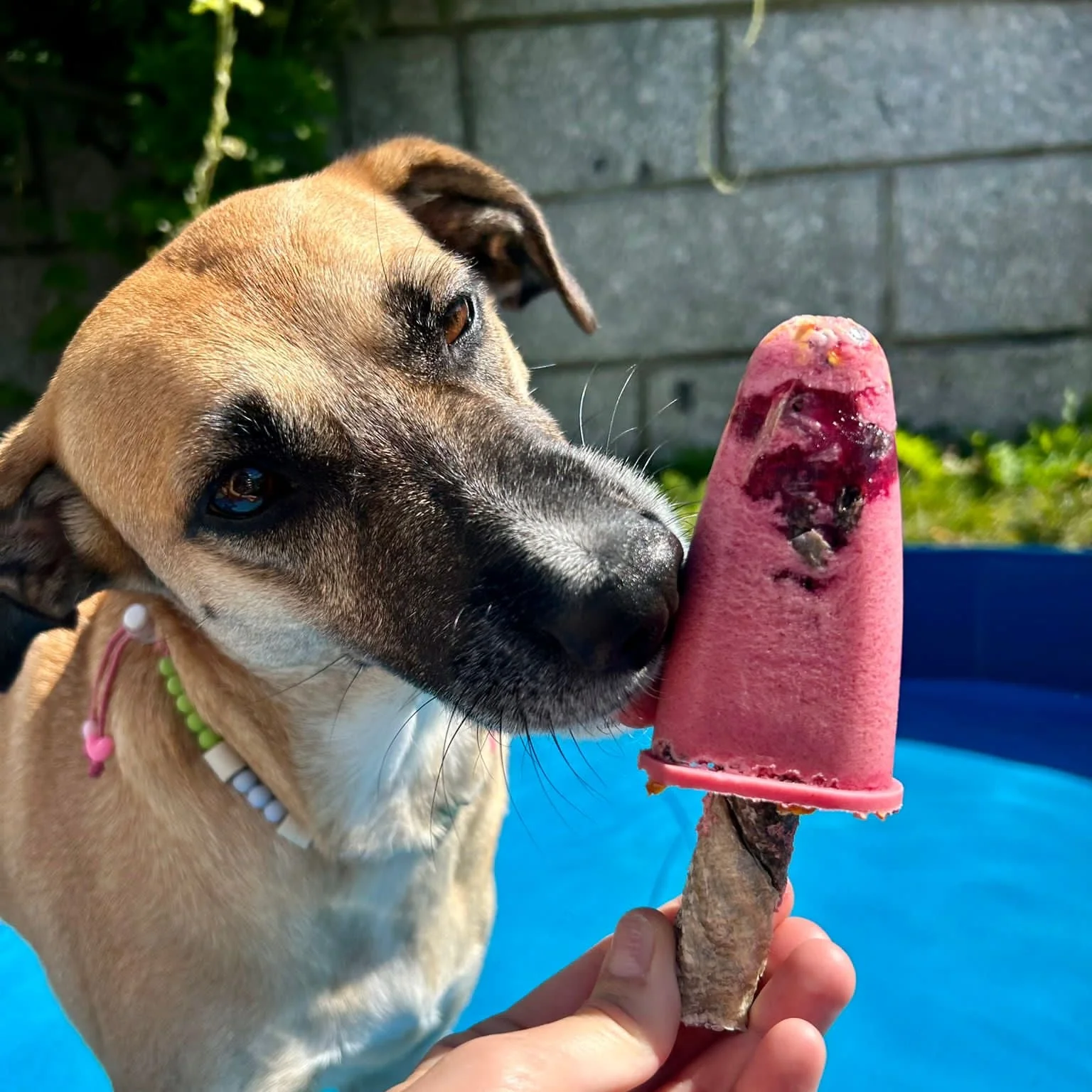 Cão a cheirar gelado rosa caseiro junto a piscina azul