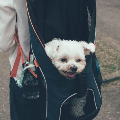 Mochila transportadora preta com cão pequeno branco dentro