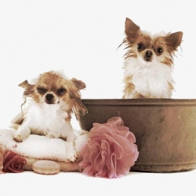 Dois cães pequenos com toalhas, flores e tina metálica