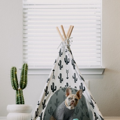 Tenda para cães branca com padrão de cactos pretos e um cão pequeno dentro.