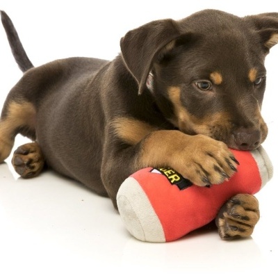 Cãofilho castanho e preto com brinquedo de peluche vermelho e cinza branco