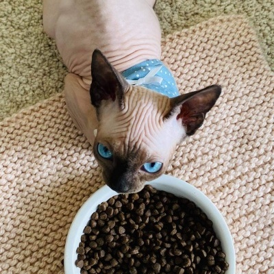 Gato Sphynx com colar azul e tigela branca com ração sobre tapete bege