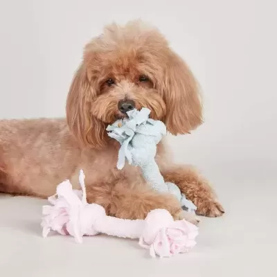 Cão segurando brinquedo de corda azul claro com brinquedo de corda cor-de-rosa ao lado