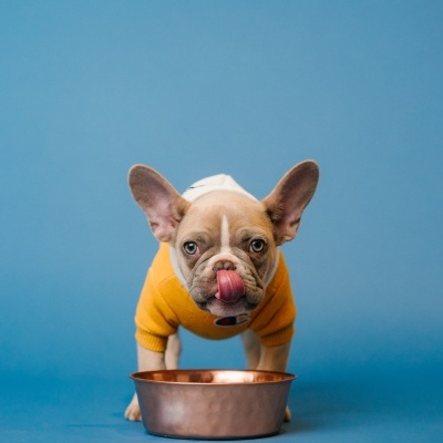 Bulldog francês com camisola amarela junto a tigela metálica em fundo azul.