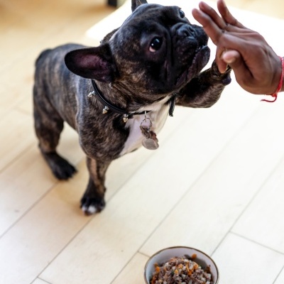 Cão buldogue francês a receber carinho junto a uma tigela de comida no chão de madeira.