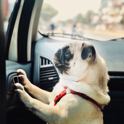 Cão pug com trela vermelha dentro de um carro junto ao painel.