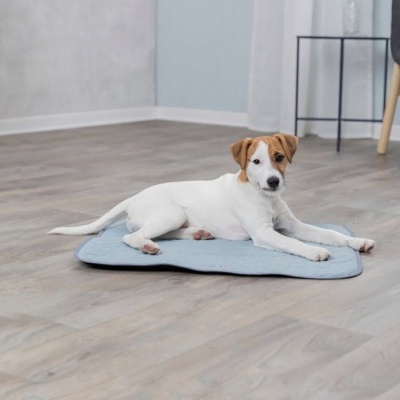 Cão da raça Jack Russell Terrier deitado sobre tapete azul claro num chão de madeira clara