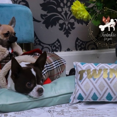 Dois cães pequenos em almofadas, almofada decorativa com texto 'Twinkle', decoração interior com padrões florais e geométricos