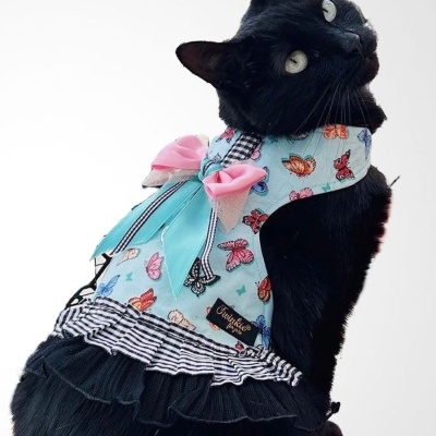 Gato preto com vestido azul claro e laço rosa