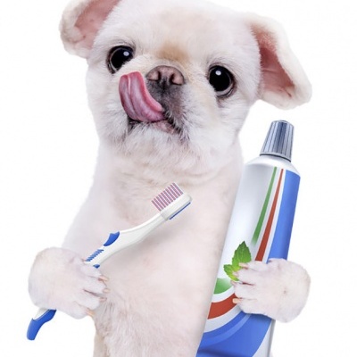 Cão segurando escova e pasta de dentes