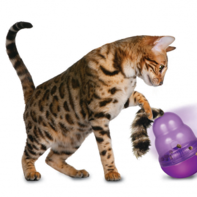 Gato Bengal a brincar com dispensador de guloseimas roxo