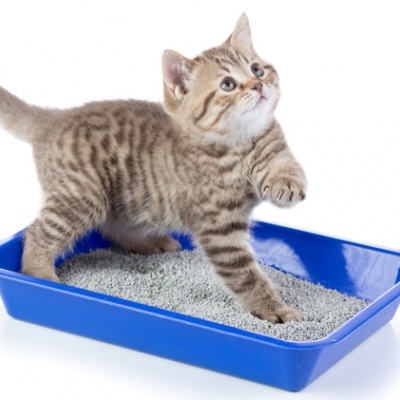 Gato em bandeja de areia azul de plástico com areia cinzenta