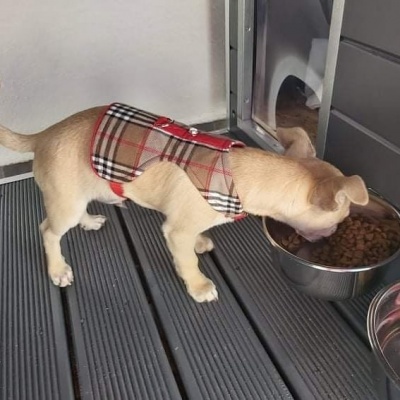 Cão pequeno bege a usar colete xadrez a comer ração de tigela metálica
