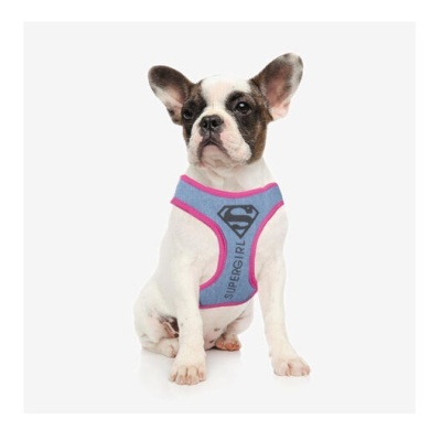 Cão pequeno vestido com colete azul e rosa Supergirl sentado fundo branco