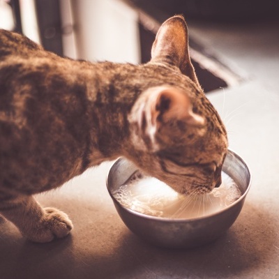 Gato a beber leite de uma tigela metálica prateada