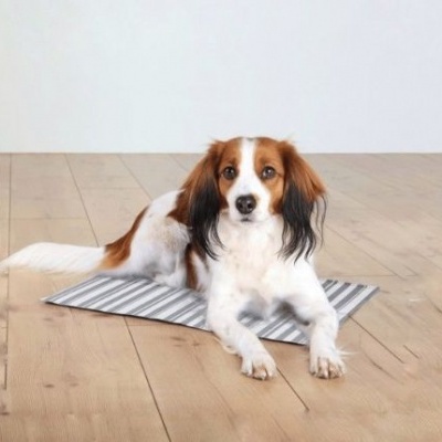 Tapete às riscas cinzentas e brancas com cão castanho e branco deitado em chão de madeira