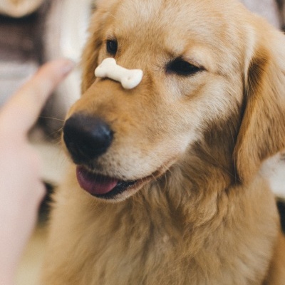 Cão Golden Retriever com biscoito em forma de osso na cabeça
