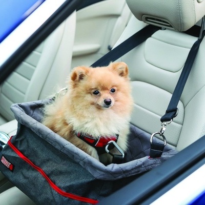 Cão pequeno em caixa de transporte cinza dentro de carro azul