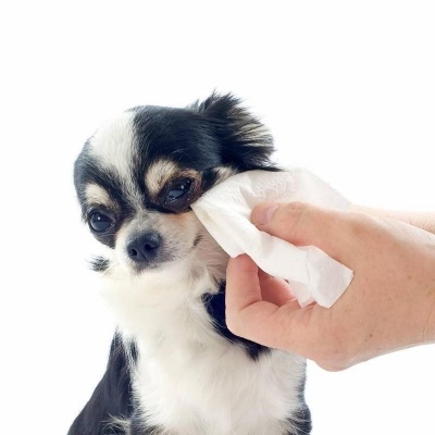 Chihuahua preto e branco a ser limpo com lenço branco