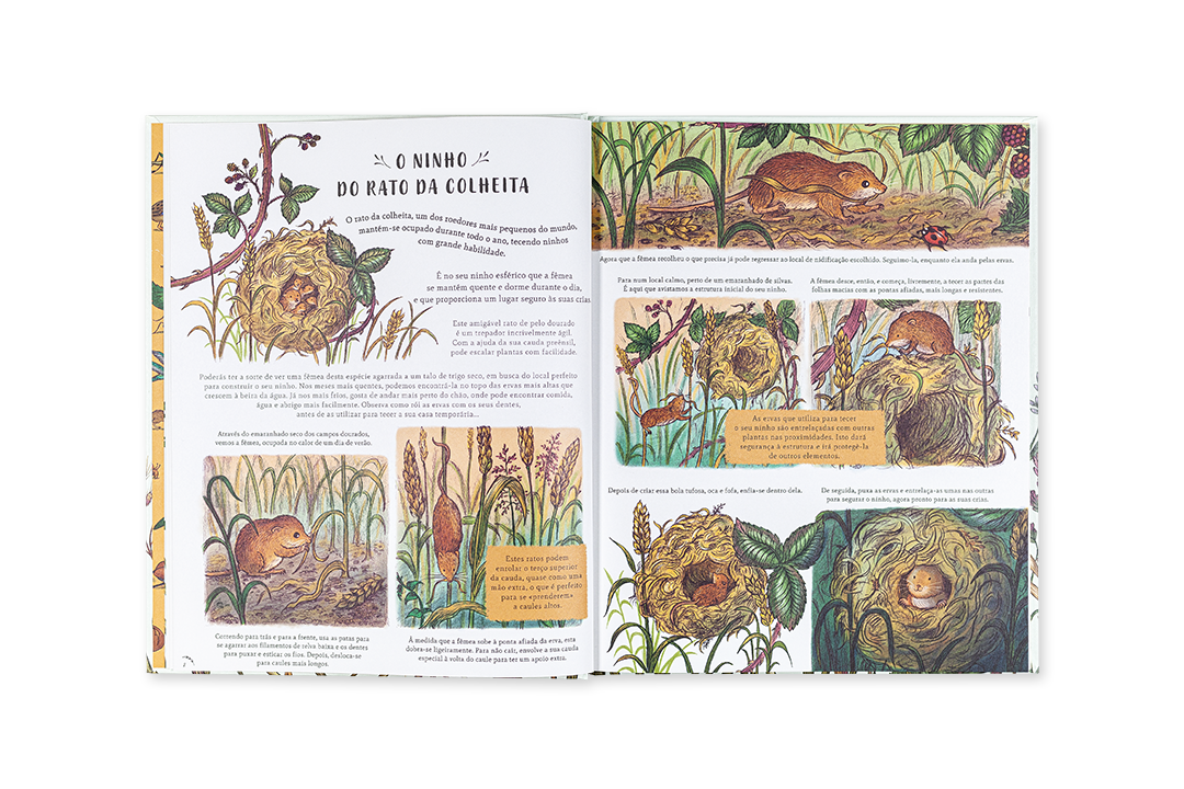 Livro aberto com ilustrações de ratos e plantas aquáticas e texto em português.