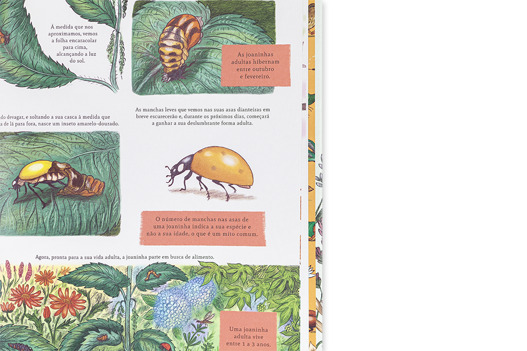 Página de livro ilustrado com besouros e texto em português sobre seu ciclo de vida