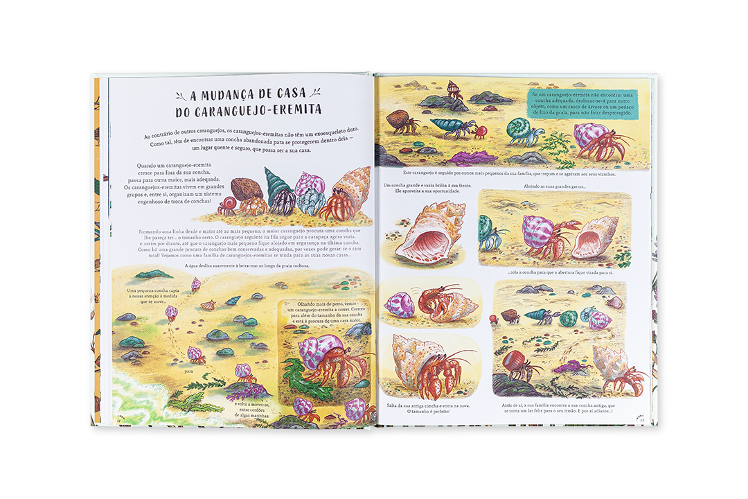 Livro infantil aberto com ilustrações coloridas de caranguejos-ermitãos na areia e texto em português.