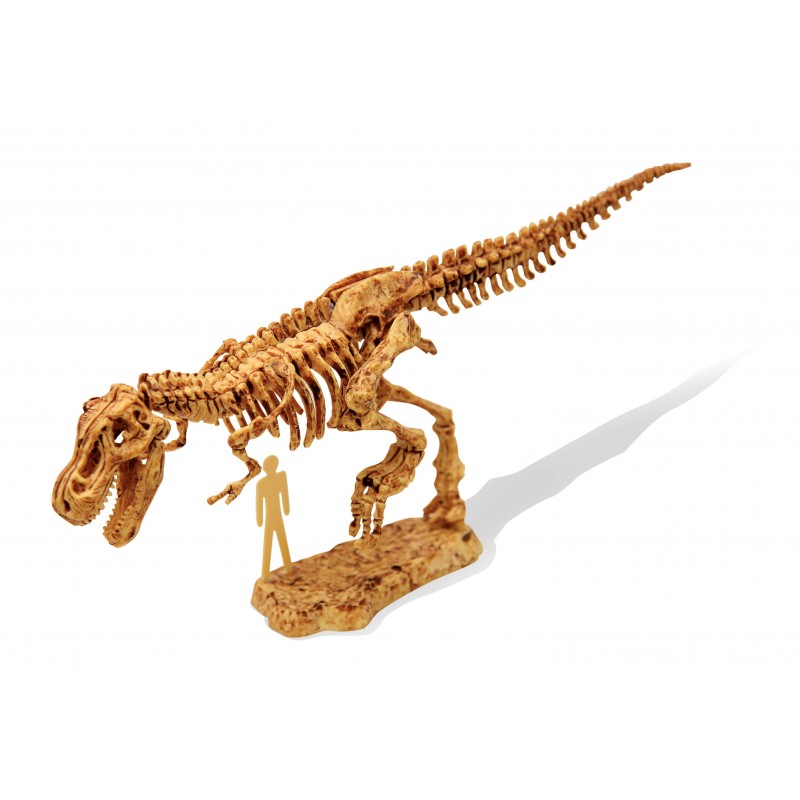 Modelo de esqueleto de dinossauro Tyrannosaurus rex com base e figura humana para escala