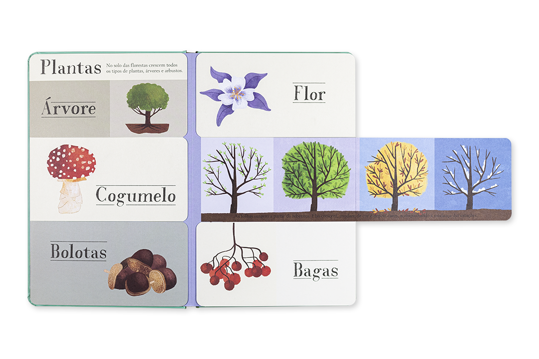 Cartas educativas com ilustrações de plantas e texto em português.