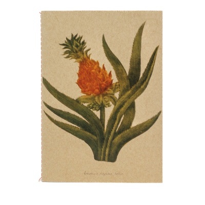 Desenho botânico de planta com flor laranja e folhas verdes