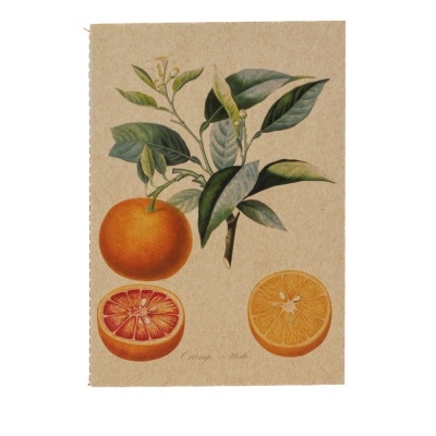 Ilustração botânica de laranja e folhas sobre fundo castanho