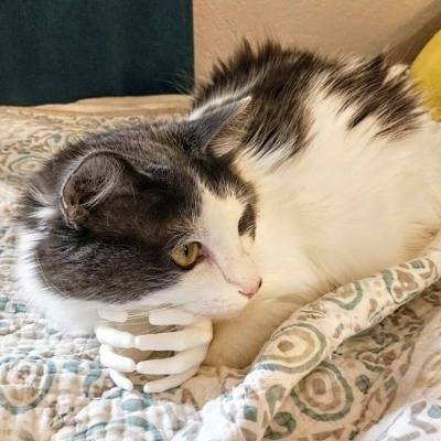 Gato branco e cinzento deitado numa manta com padrão geométrico e almofada amarela