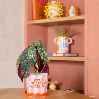 Vaso cerâmica rosa e branco com planta de folhas verdes e bolinhas brancas, texto laranja, em mesa de madeira, fundo com prateleira e decoração salmão