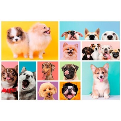 Colagem colorida de várias fotos de cães de diferentes raças e expressões